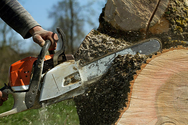 Dead Tree Removal